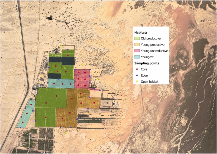 Read more about the article Precision foraging: Bats in organic desert palm plantations hunt where it is most needed